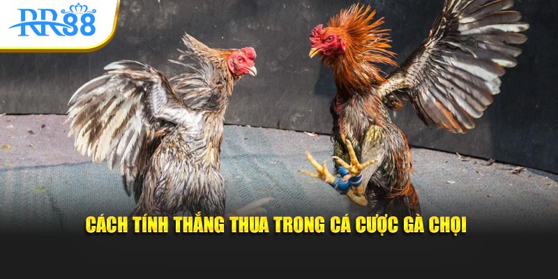 Cách tính thắng thua trong cá cược gà chọi